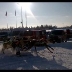 Racing reindeers in Finland